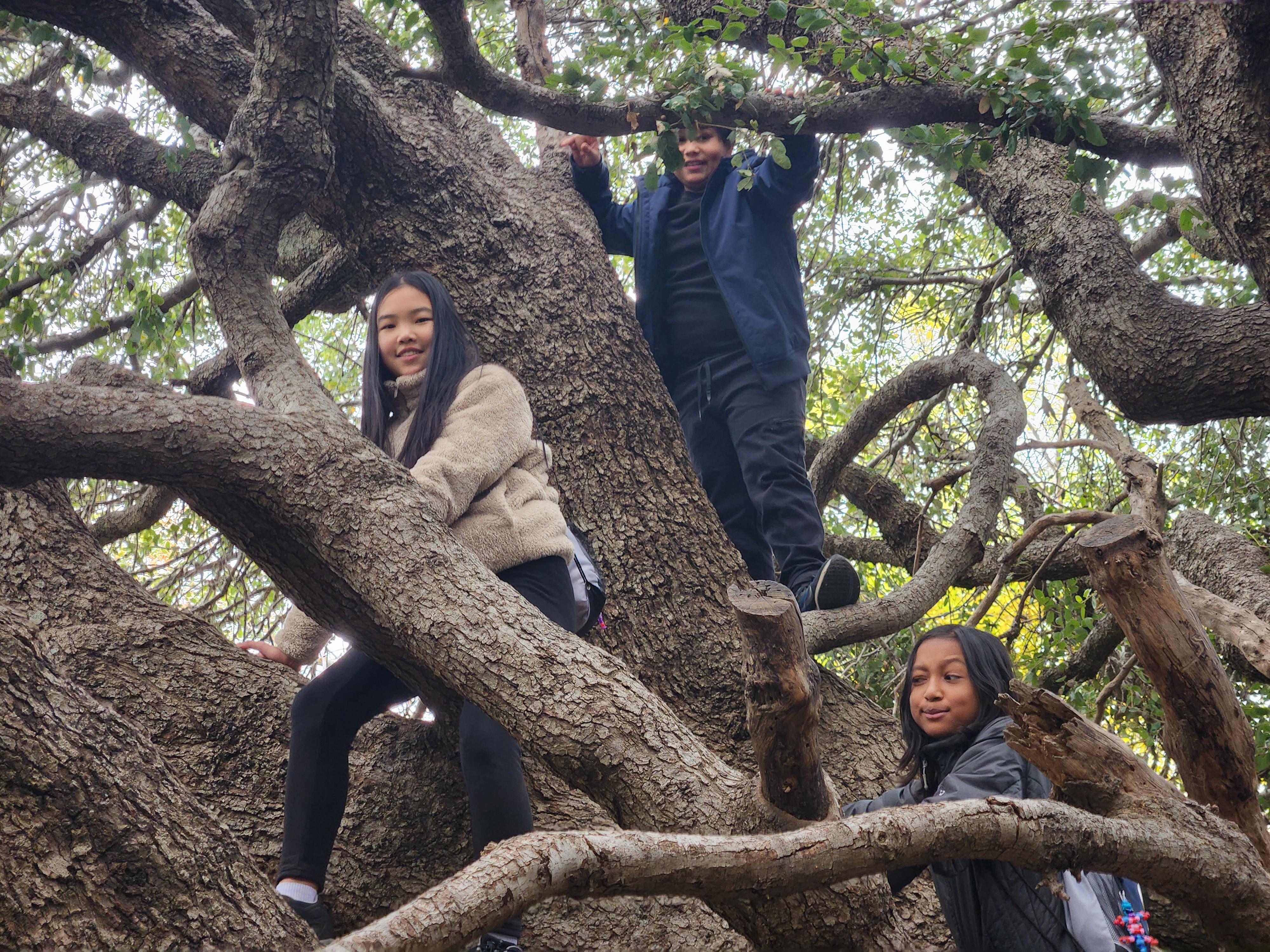 students in a tree at OSS